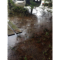 Hurricane Florence  image